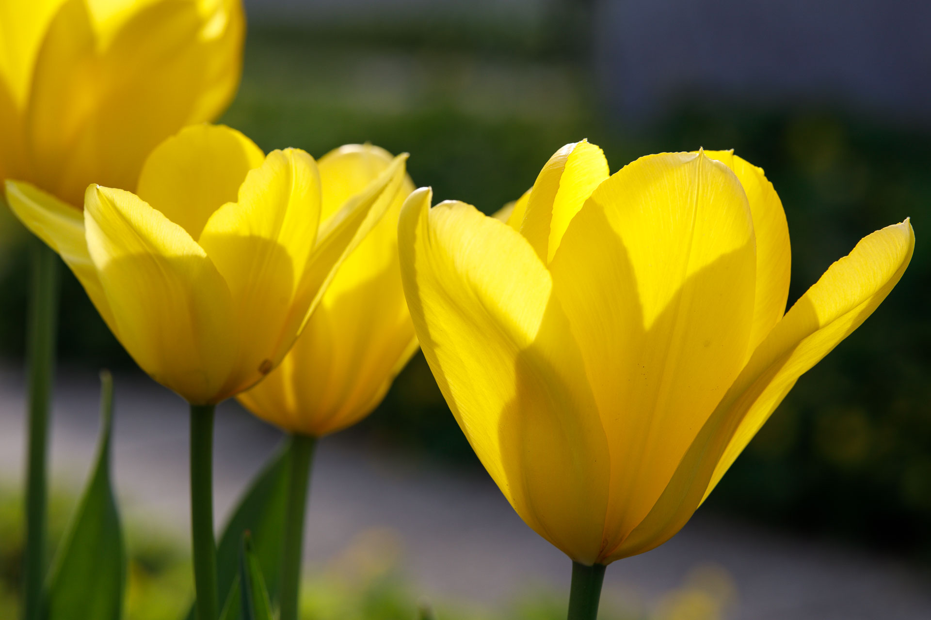 Die Liebe in den Zeiten von Corona