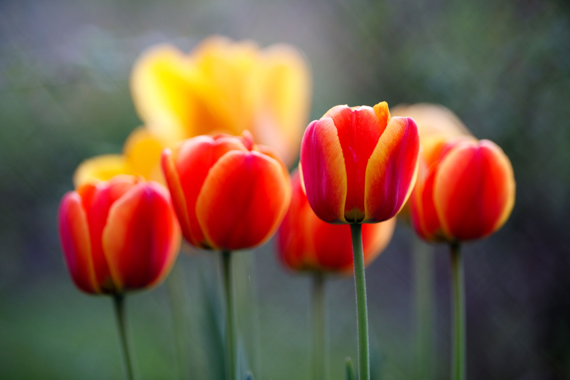 Die Liebe in den Zeiten von Corona