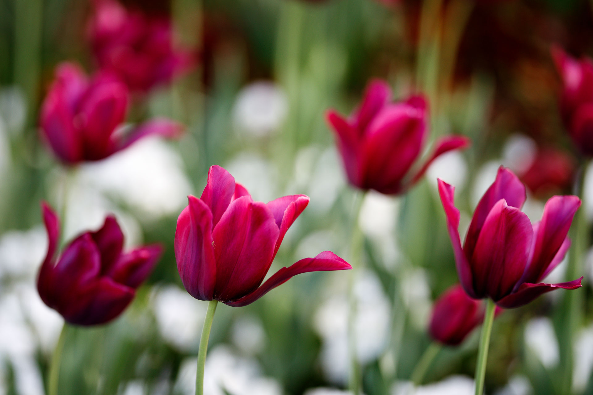 Die Liebe in den Zeiten von Corona