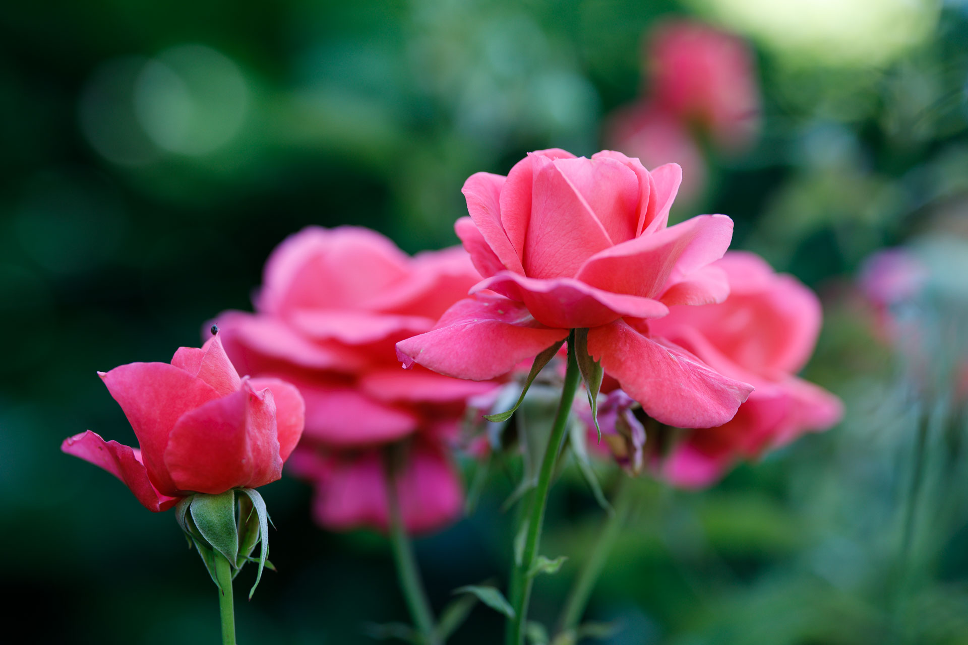 Die Liebe in den Zeiten von Corona